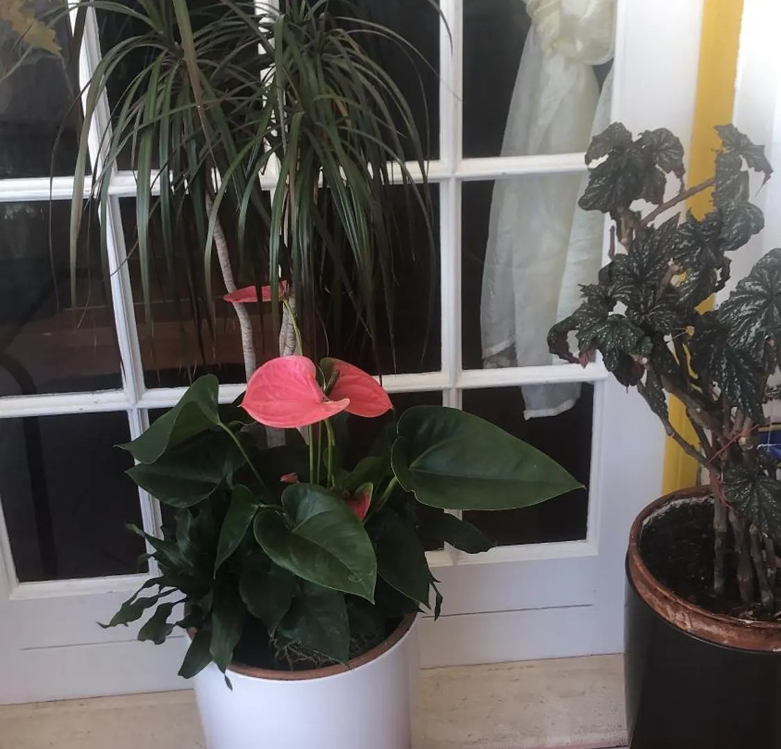 Maria Guest House Albufeira Homestay